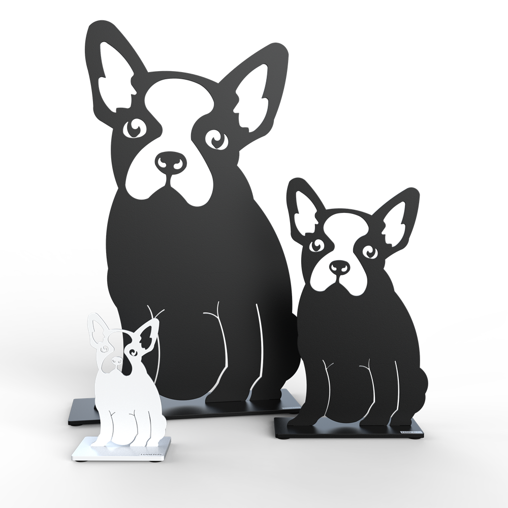 Hund Boston terrier